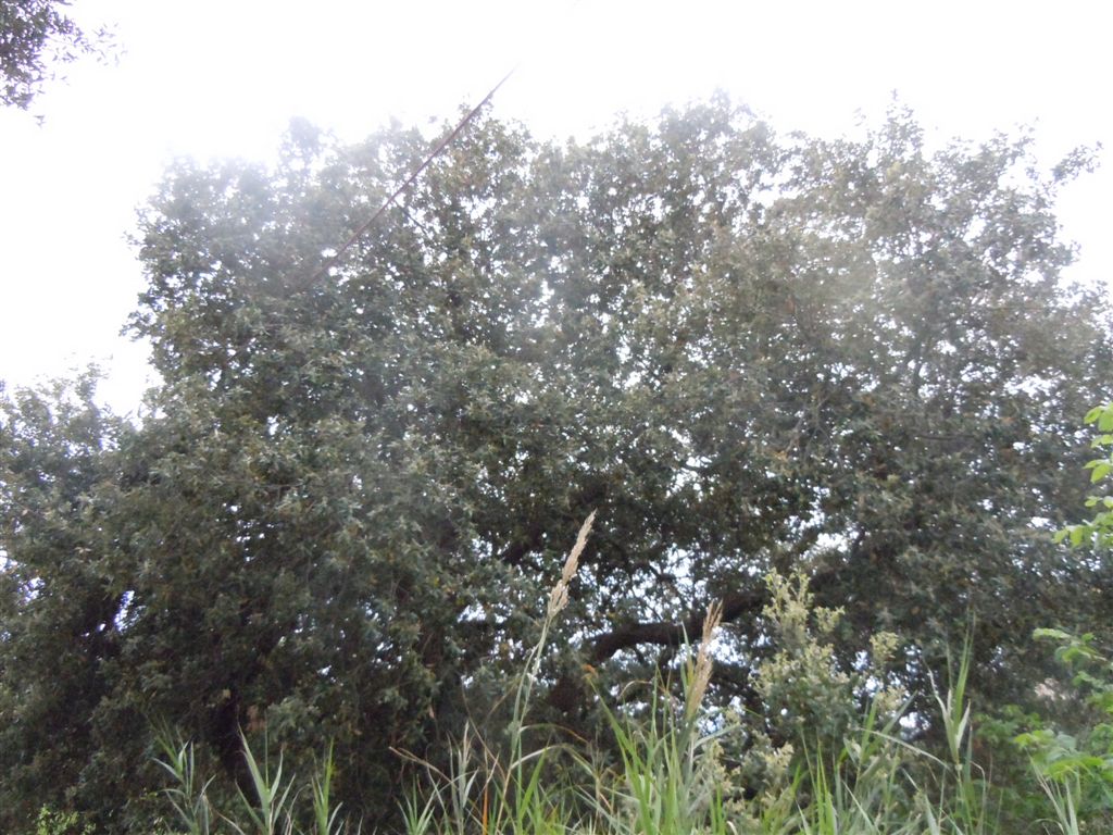 Albero da identificare: Quercus ilex